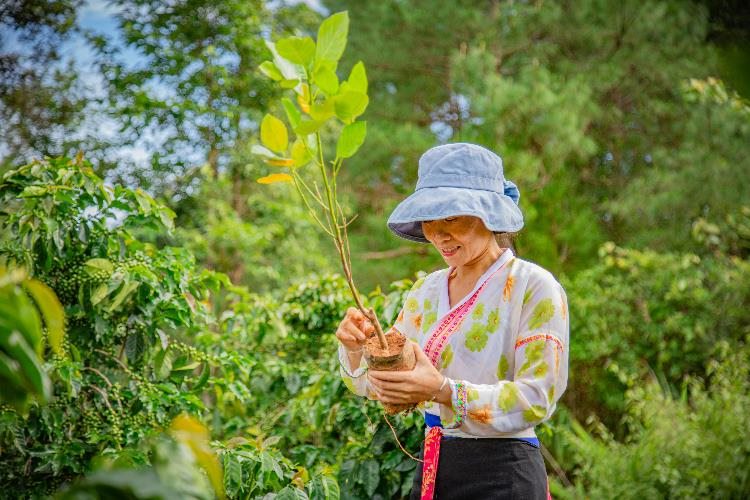 积极保护生物多样性 雀巢咖啡醇香无尽计划在滇推广荫蔽树项目
